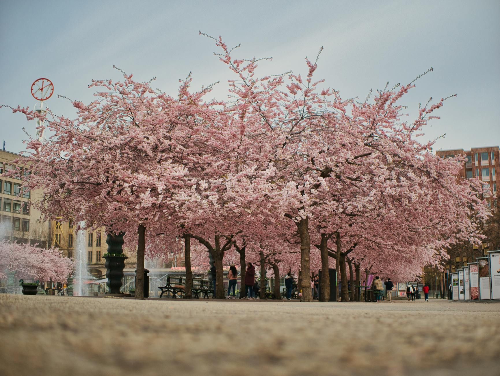 Kungsträdgården